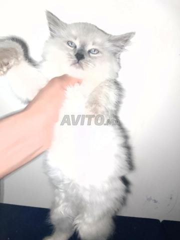 Himalayens