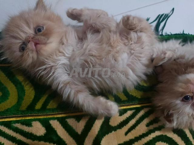 Chat persan - 2