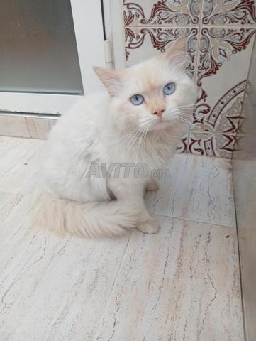 Chat himalayen - 2