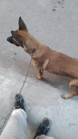 Malinois femelle à vendre 5 mois - 2