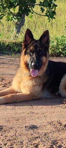 🐶 Berger Allemand à vendre 🐾 - 2