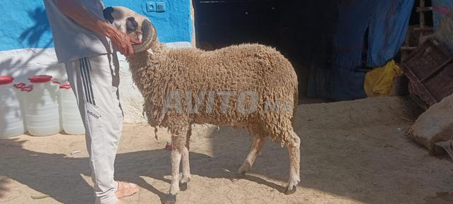 Mouton de l'Aïd disponible… La qualité pour ceux qui la cherchent, venez maintenant - 2