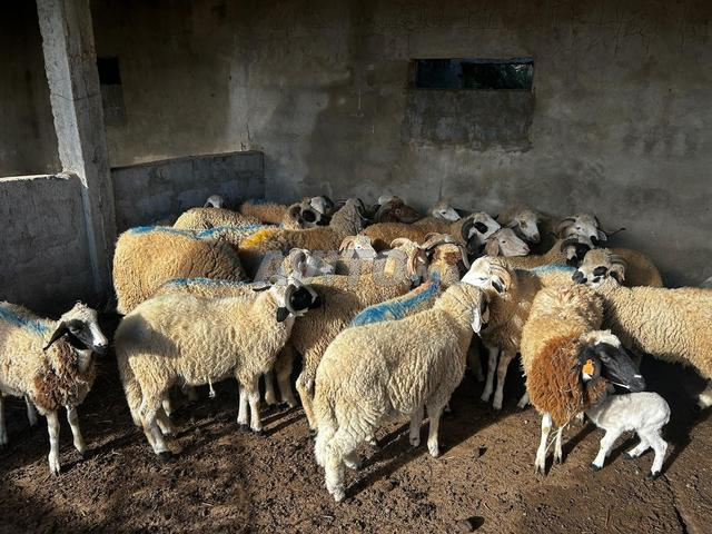 Vente moutons Sardi bio au Poids - ferme - 2