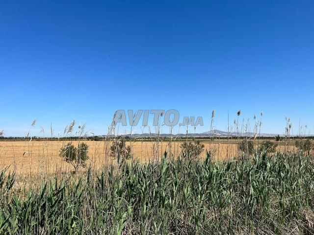 TERRAIN AGRICOLE 5.3 HECTARES