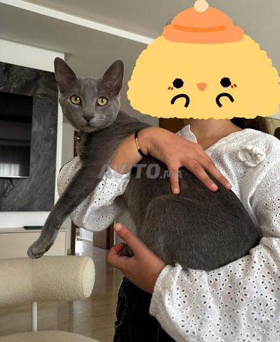 قط رائع من نوع سكوتش ستريت رمادي - 2