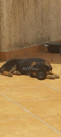 Chiot Berger Allemand cassé - 2