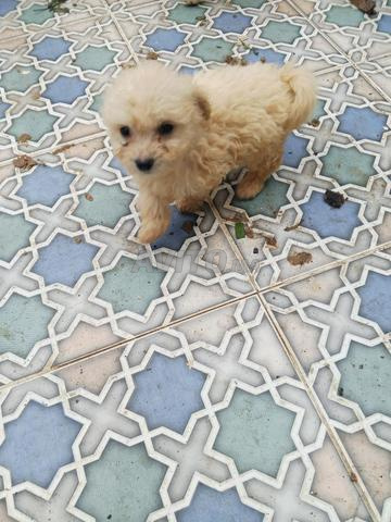 كلب هافانيز - 2