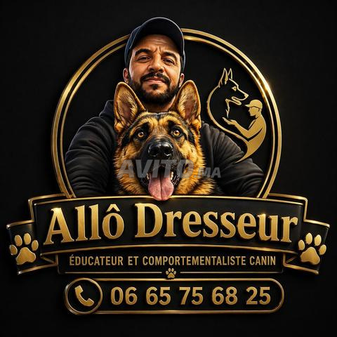 تدريب وتأهيل الكلاب