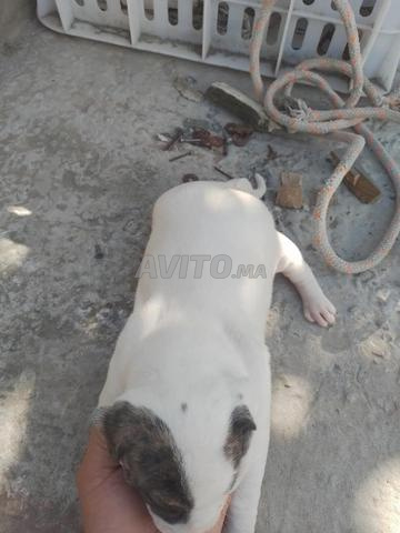 Chien et staff - 2