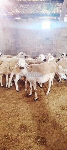 20 brebis Sardi de bonne qualité à vendre