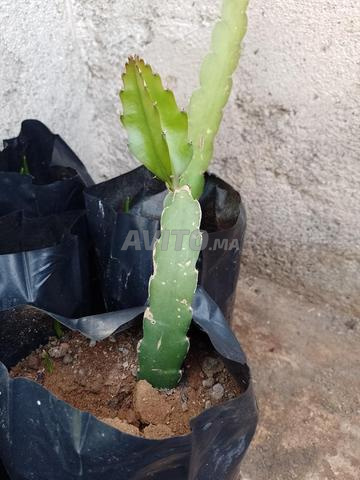 Plants de fruit du dragon - 2