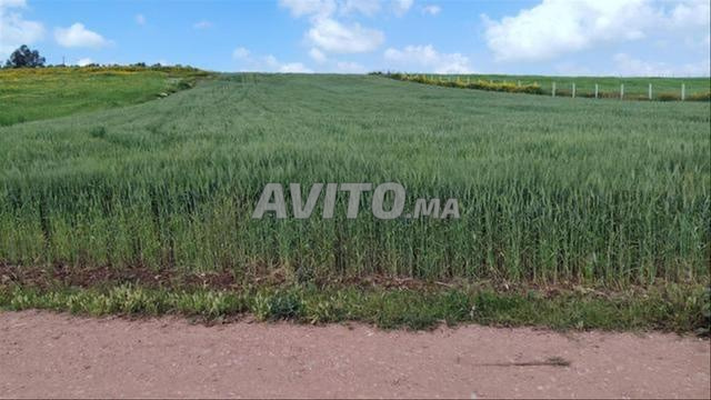 Terrains conservés et domaines à Sidi Rahal — Pour habitation et investissement - 2