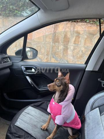 Pinscher pure race - 2