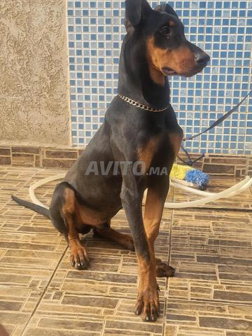 Chiot Doberman 6 mois mâle