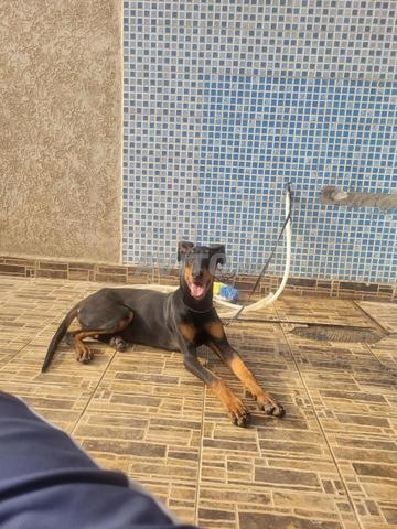 Chiot Doberman 6 mois mâle - 2