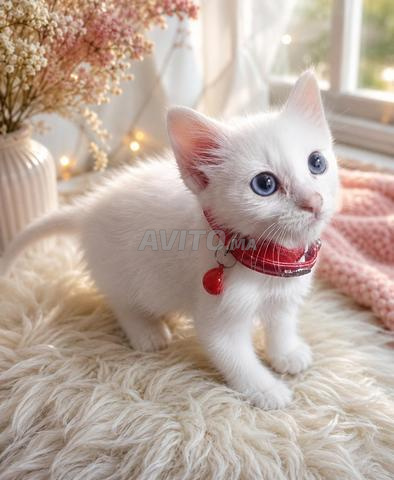 Magnifique chatonne Angora - 2