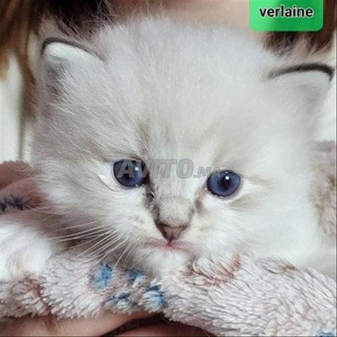 Bébé chaton Ragdoll âgé de 45 jours - 2