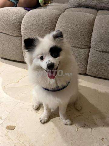 Spitz unique