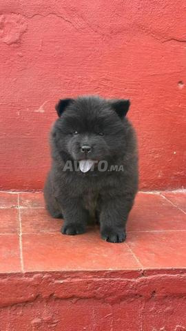Chiot Chow Chow âgé de 45 jours vacciné - 2