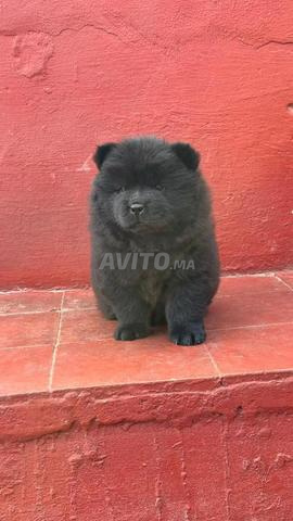 Chiot Chow Chow âgé de 45 jours vacciné - 2