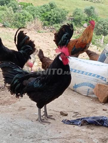 Achat et vente de poulets