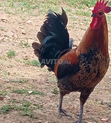 Achat et vente de poulets - 2