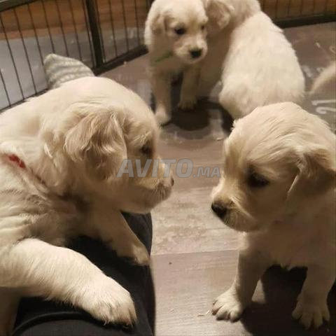Chiots Golden Retriever - 2