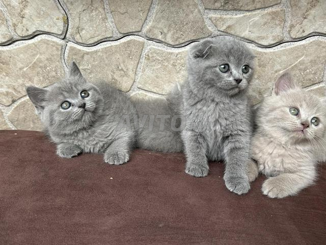 Chat Scottish fold et straight - 2