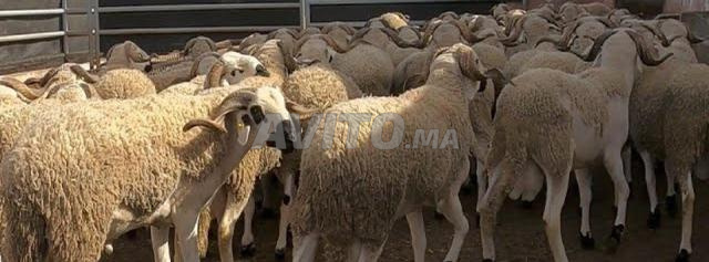La ferme du bon mouton - Aïd el Adha - 2