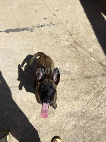 Femelle Malinois Charbonnée 3 mois - 2