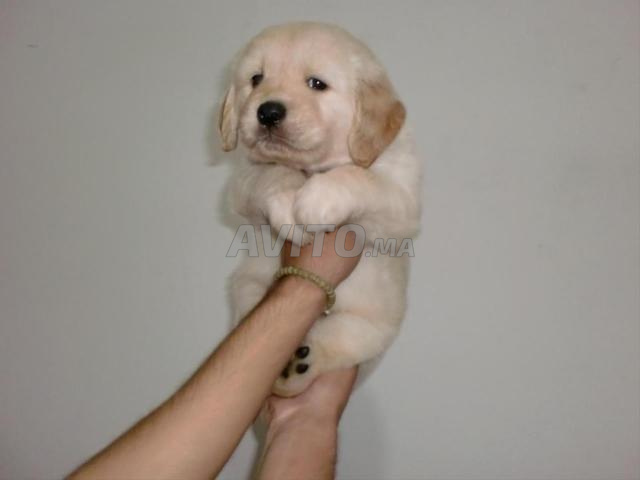 Golden retriever