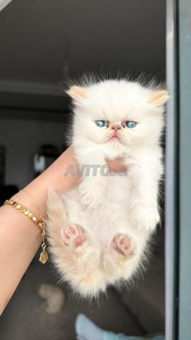 Chat persan - 2