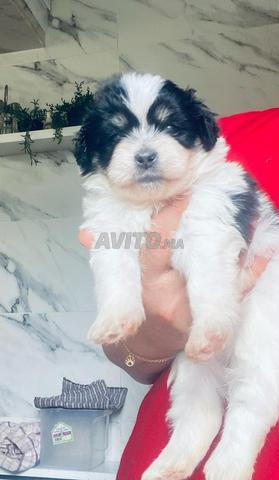 Adorables bichons - 2