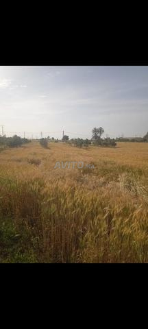 Terrain agricole - 2