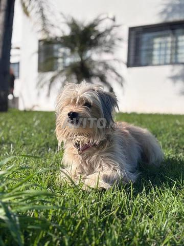 Caniche 13 mois