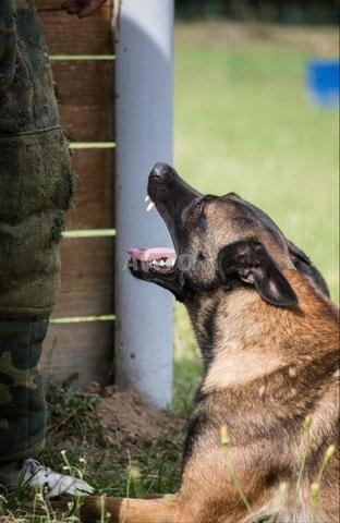 Éleveur Dresseur de chiens - 2