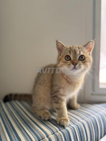 Chaton Scottish mâle - 2