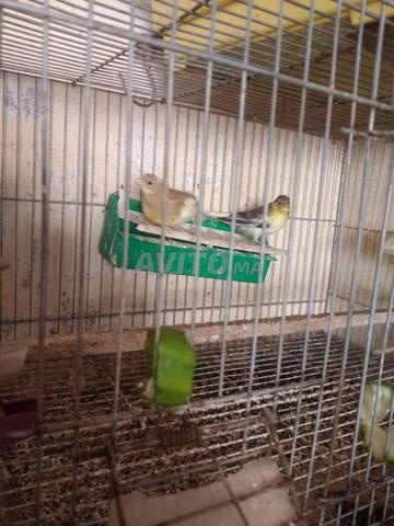 Canary chicks for sale - 2