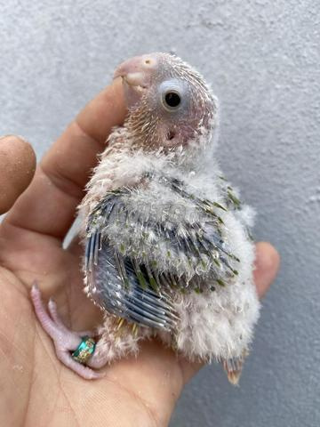 Conure de Molina à dresser, il y a des ananas et turquoise abaline