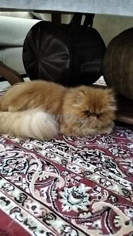 Chat pur persan - 2