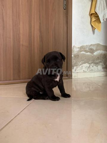 Femelle Cane Corso - 2