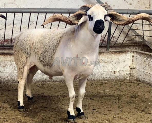 Tous les articles pour l'Aïd al-Adha sont disponibles 😍❤️🐏