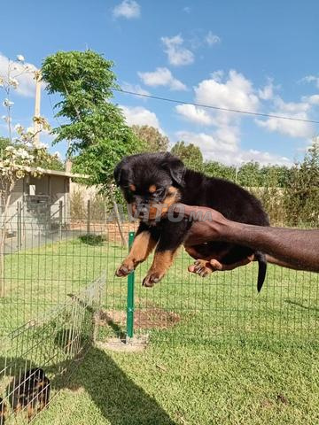 Magnifique chiot Rottweiler pedigree