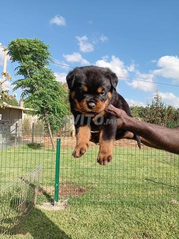 Magnifique chiot Rottweiler pedigree - 2