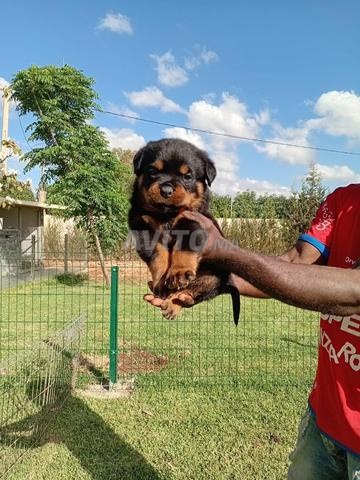 Magnifique chiot Rottweiler pedigree