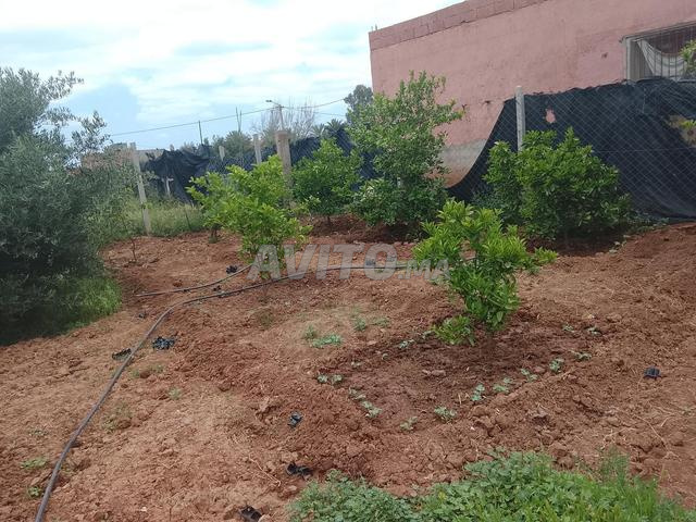 نوحي مراكش في الويدان سوق السبت - 2