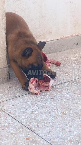 Malinois 35j - 2