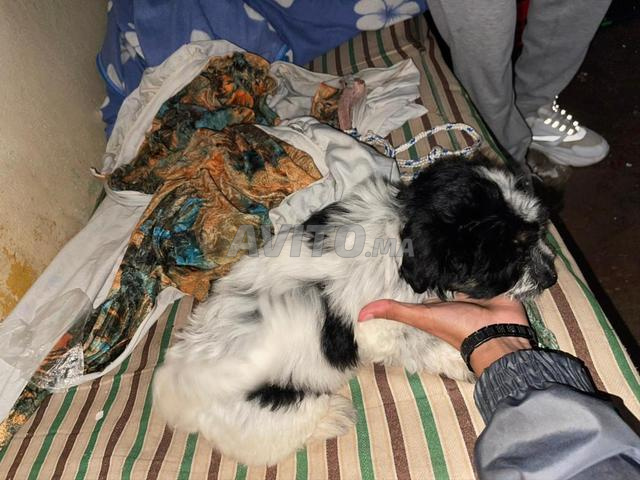 Chiens Bichon - 2
