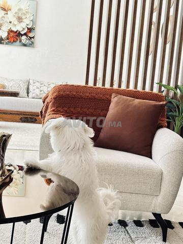 Bichon à vendre - 2