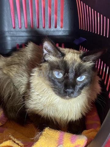 Chat siamois  - 2